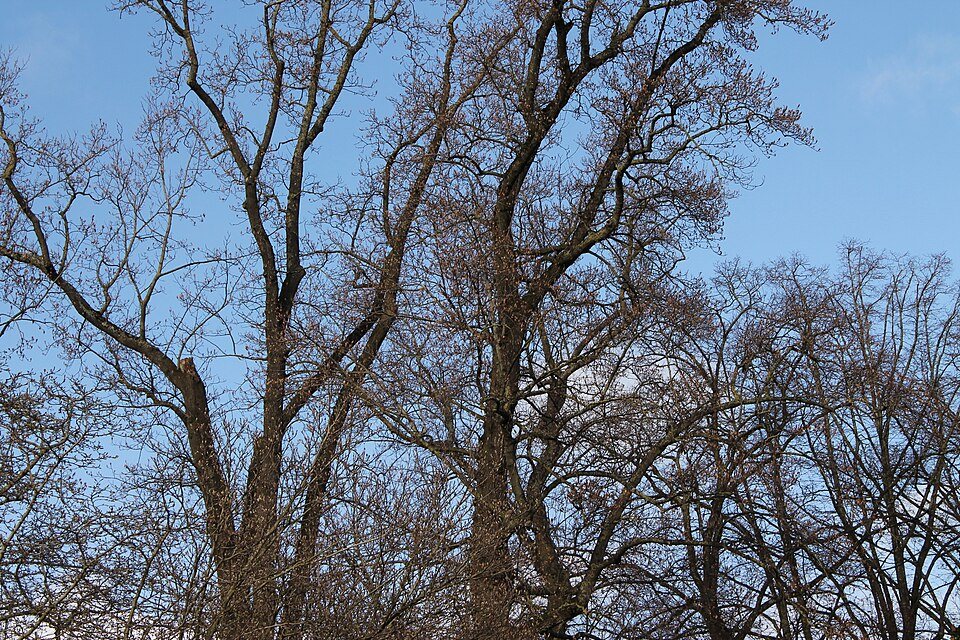 Jardin des Plantes